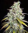 CRITICAL SUPER SILVER HAZE * DELICIOUS SEEDS SATIVA   1 SEME FEM