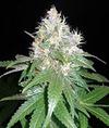 NORTHERN LIGHT BLUE * DELICIOUS SEEDS INDICA   3 SEMI FEM