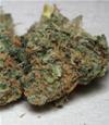 CALIFORNIA SPECIAL * K.C.BRAINS  5 SEMI FEM