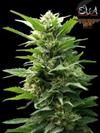 TNT KUSH * EVA FEMALE SEEDS 3 SEMI FEM