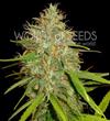 AFGHAN KUSH X SKUNK * WORLD OF SEEDS   3 SEMI FEM