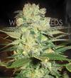 AFGHAN KUSH X WHITE WIDOW * WORLD OF SEEDS   3 SEMI FEM