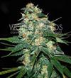 SKUNK 47 * WORLD OF SEEDS   7 SEMI FEM 