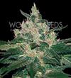 AFGHAN KUSH * WORLD OF SEEDS 12 SEMI FEM 