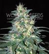 SOUTH AFRICAN KWAZULU * WORLD OF SEEDS   7 SEMI FEM 