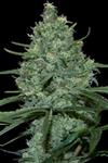 CRITICAL * SEEDMAKERS 5 FEM