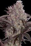 JACK WIDOW * SEEDMAKERS 5 FEM