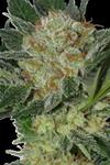 WIDOW * SEEDMAKERS 5 FEM