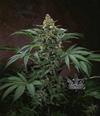 BUBBLEGUM * T.H.SEEDS   5 SEMI FEM