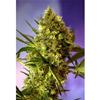 BIG DEVIL #2 AUTO * SWEET SEEDS FEMINIZED  3 SEMI 