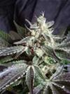 BLACK JACK * SWEET SEEDS FEMINIZED   3 SEMI 