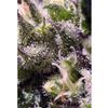 CREAM CARAMEL AUTO * SWEET SEEDS FEMINIZED   3 SEMI 