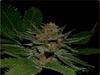 BIG KAHUNA * SOMA SEEDS 10 SEMI REG