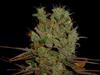 SOMANGO * SOMA SEEDS REGULAR 10 SEMI 