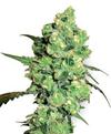 SUPER SKUNK * SENSI WHITE LABEL   3 SEMI FEM 