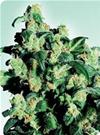 SUPER SKUNK * SENSI SEEDS - 1 SEME FEM 