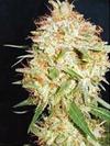 CRITICAL WIDOW * PROFESSIONAL SEEDS  1 SEME FEM