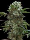 DOBLE AK-47 * PROFESSIONAL SEEDS  10 SEMI FEM 