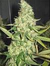 PURE POWER PLANT * PROFESSIONAL SEEDS 10 SEMI FEM 