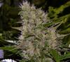 CRITICAL MASS * MR NICE NATURAL 15 SEMI REG 