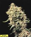 MEDICINE MAN * MR NICE NATURAL 15 SEMI REG 