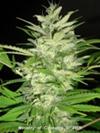 EARLY XXX * MINISTRY SEEDS 2 SEMI FEM 