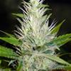 MALAKOFF * MEDICAL SEEDS FEM   3 SEMI 