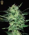 SUPER CRITICAL * GREEN HOUSE FEMINIZED   5 SEMI 