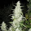 MAROC * FEMALE SEEDS  4 SEMI FEM 