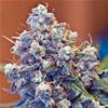 ICED GRAPEFRUIT * FEMALE SEEDS   4  SEMI FEM