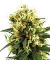 WHITE HAZE AUTO * SENSI WHITE LABEL - 1 SEME FEM