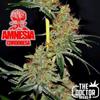 AMNESIA CORDOBESA * THE DOCTOR SEEDS  3 SEMI FEM 