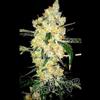 CHEESE SPECIAL * THE DOCTOR SEEDS 10 SEMI FEM 