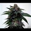 SUPER KUSH * THE DOCTOR SEEDS  1 SEME FEM 