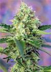 CRYSTAL CANDY  * SWEET SEEDS FEMINIZED   5 SEMI 