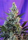 SWEET SKUNK F1  FAST VERSION * SWEET SEEDS FEMINIZED    3 SEMI 