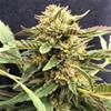 THERAPY * CBD- CREW SEEDS 5 SEMI FEM