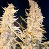 SKUNK SPECIAL * FEMALE SEEDS  4 SEMI FEM