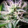 PURPLE MAROC * FEMALE SEEDS  4 SEMI FEM