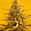 WHITE WIDOW * NIRVANA FEMINIZED   3 SEMI 