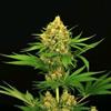 TANGERINE KUSH * EXOTIC SEEDS  3 SEMI FEM 