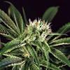 AMNESIA#7 * EXOTIC SEEDS 10 SEMI FEM 