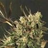 EXOTIC COLOURS * EXOTIC SEEDS  3 SEMI FEM 