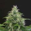 LEMON CANDY * EXOTIC SEEDS  3 SEMI FEM 