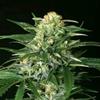 GIPSY WIDOW * EXOTIC SEEDS 10 SEMI FEM 