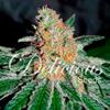 CBD JAM * DELICIOUS SEEDS CBD   3 SEMI FEM