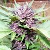 AUTO DARK PURPLE   * DELICIOUS SEEDS   1 SEME FEM