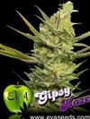 GIPSY HAZE * EVA FEMALE SEEDS 9 SEMI FEM 