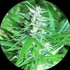 HAZE AUTO TAO  NON FEMMINIZZATO* TOP TAO SEEDS  10 SEMI REG