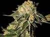 SUPER MANDARINA * EXCLUSIVE SEEDS   1 SEME FEM 